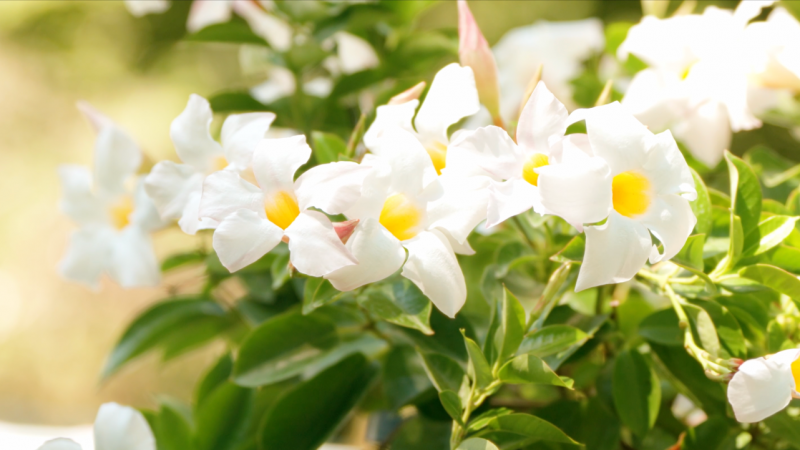 Capture d’écran 2026-01-28 à 11.37.26